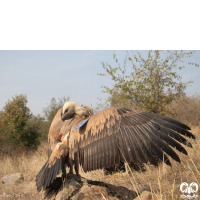 گونه کرکس Eurasian Griffon Vulture